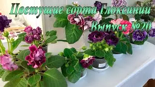 Цветущие сорта Глоксиний(Выпуск №20)
