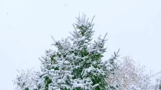Relaxing Snowfall
