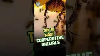 Top 10 Most Cooperative Animals #animalshorts