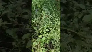 Terjebak diantara semak-semak