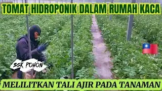 CARA MELILITKAN TALI AJIR PADA TANAMAN TOMAT HIDROPONIK 🇹🇼