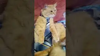 Кот в галстуке мечтает о колбасе ,помахивая рыжим хвостом .