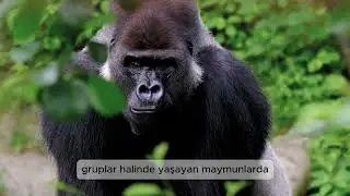 Doğanın Zeki Mucizeleri: Maymunların İnanılmaz Dünyası 🌿🐒