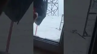 Песец ворует еду у вахтовиков
