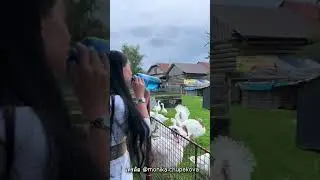 เธอพูดภาษาไก่งวงได้จริงๆ  แถมไก่งวง ฟังรู้เรื่อง 🤣🤣 #shorts #เล่าเรื่อง #viralvideo