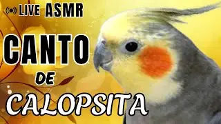 Canto de Calopsita #calopsitas #calopsita