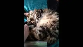 Gato Sleeps