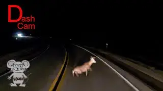 Buck vs Truck in 8K