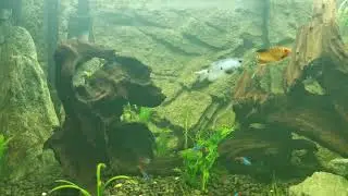 Opal Gourami and Honey Gourami together