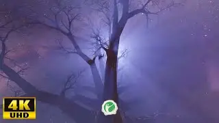 Be Calm  - Forest mood (4K Video)