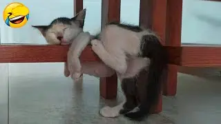 Funny Dogs And Cats Videos 2024 😅 - Best Funniest Animal Videos Of The Month 🥰👌 Part 40