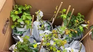 Розы из садового центра в Никитском! Получила хорошие саженцы🌹🌹🌹