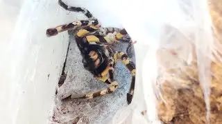 SHOCK. We take the cocoon from a tarantula spider.