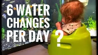6 Water Changes Per Day?