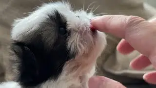 This is Angel. A Cleft lip puppy. 5 weeks old today.