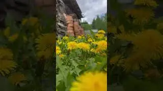 Одуванчики и моя собака Семен🐕 #природа #лето