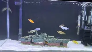 Cichlids / relaxing video
