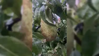 #organicgardening picking pears 🍐