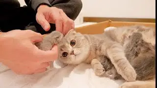 When you gently hold a sleeping baby kitten...