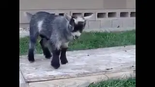 КОЗЛИНЫЙ ПАРКУР