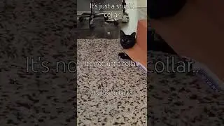 Untitled video