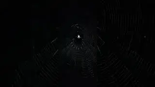 Casi caigo en esta tela de Araña impresionante.