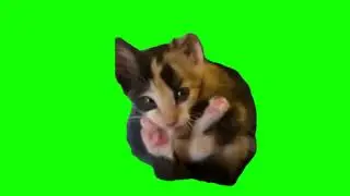 green screen cute little cat relaxing