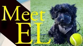 Meet El