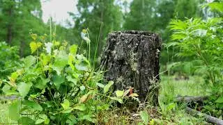 В лесу