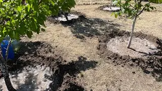 25 Haziran 2024 Haftalık video serisi bahçedeki gelişmeler...