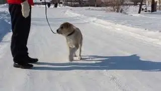 Сехмет