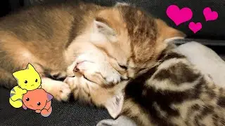 Cute sleepy kittens hug