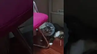 komik videolar