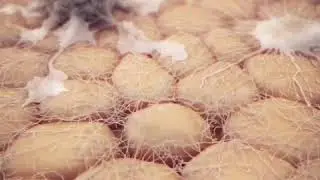 апоптоз