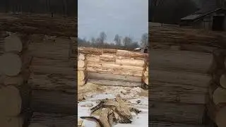 сруб осина