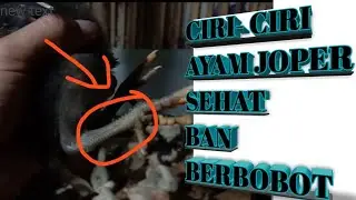 CARA/TIPS MENGENALI AYAM SEHAT( CARA SEDERHANA)