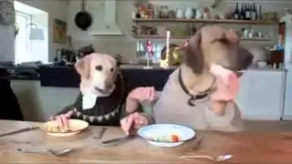 Две собаки едят за столом