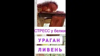 БЕЛКА в ПАНИКЕ. ГРОЗА!!!