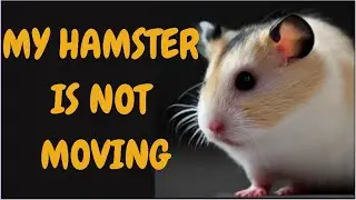 My Hamster Is Not Moving