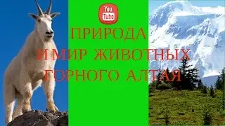 Природа  и мир животных в горном Алтае