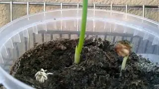 Time Lapse - From Seed to Plant