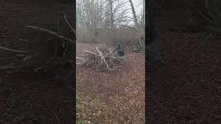 Дрова // Заготовка дров // Лес не рубим //Приколы в деревне//Тик Ток 