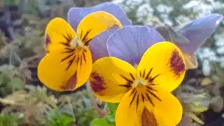 Размышления за день до весны. Будем же едины