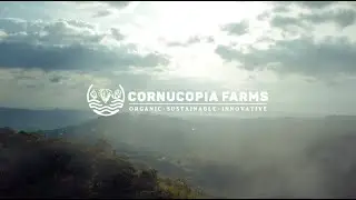 Cornucopia by Francis Ildefonso