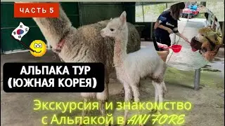 Знакомтесь альпака 2 недели от рождения, #южнаякорея, тур в пйончанг 평창 애니포레 탄생 2주 알파카 와 체험
