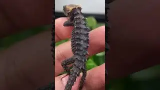 WATCH THIS BABY DRAGON EVOLVE INTO A FULL-GROWN MINI DRAGON! RED-EYED CROCODILE SKINK 