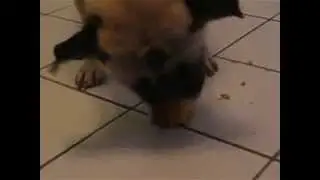 Marcus the Pug Eats His Birthday Cake Part 2