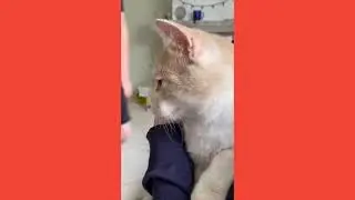 шок коты влексят под Фсбиксики а вы его даже не знаете !!!!!!!!!!111!!!!!!!