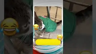 Пятерочка выручает 😂 #кот #приколы #животные #funny #animals