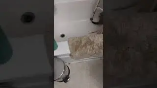 ferrets 6